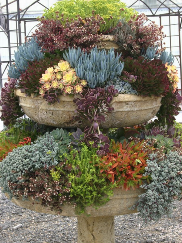 idées de décoration pour le jardin de nombreuses plantes succulentes