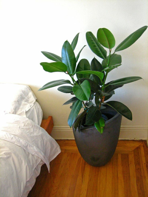 el árbol de goma ficus elastica de plantas de interior más popular