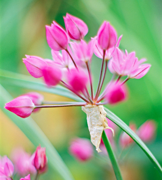 τα πιο όμορφα ροζ λουλούδια στον κήπο allium oreophilum