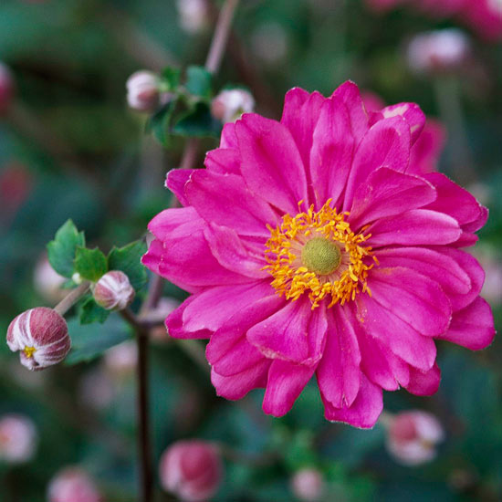 τα πιο όμορφα ροζ λουλούδια στον ανεμώνη κήπο
