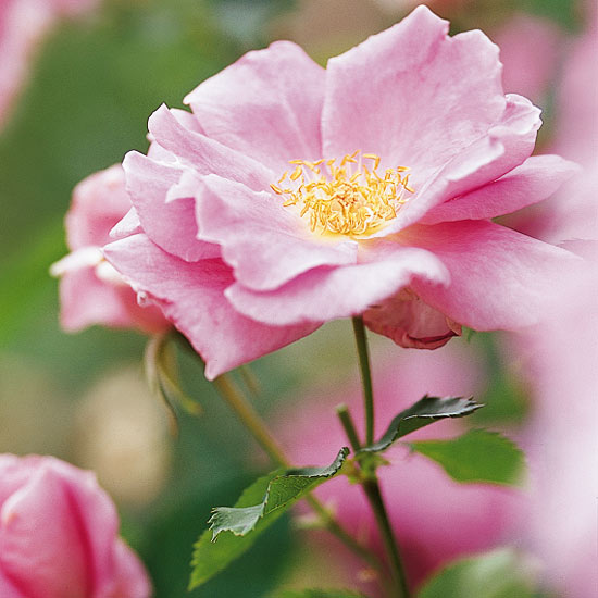 de mooiste roze bloemen in de tuin zorgeloze schoonheid roze