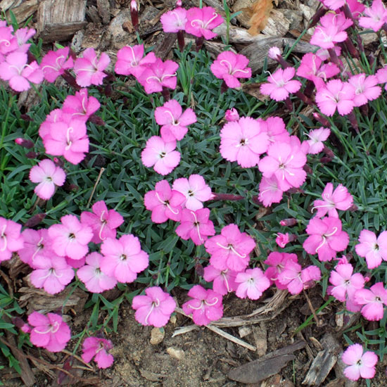 τα πιο όμορφα ροζ λουλούδια στον κήπο dianthus
