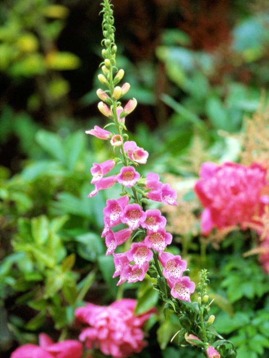 de mooiste roze bloemen in de tuin digitalis