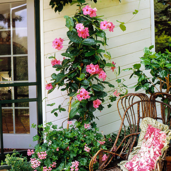 de mooiste roze bloemen in de tuin mandevilla
