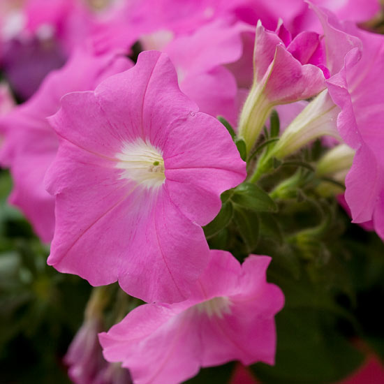 τα πιο όμορφα ροζ λουλούδια στον κήπο petunia