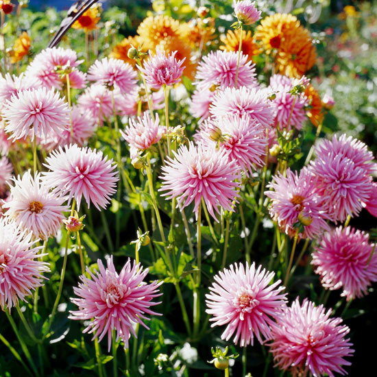 Εγκαταστήστε τα πιο όμορφα ροζ λουλούδια στον κήπο