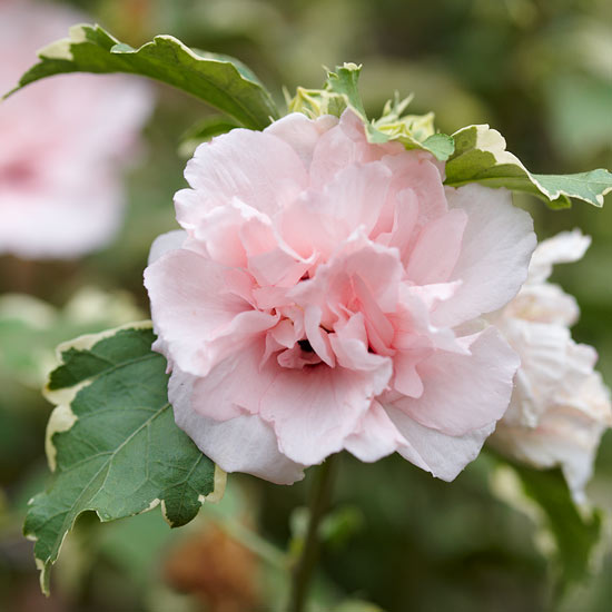 τα πιο όμορφα ροζ λουλούδια στην άκρη ζάχαρης κήπου