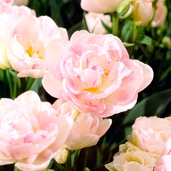 de mooiste roze bloemen in de tulipa-tuin