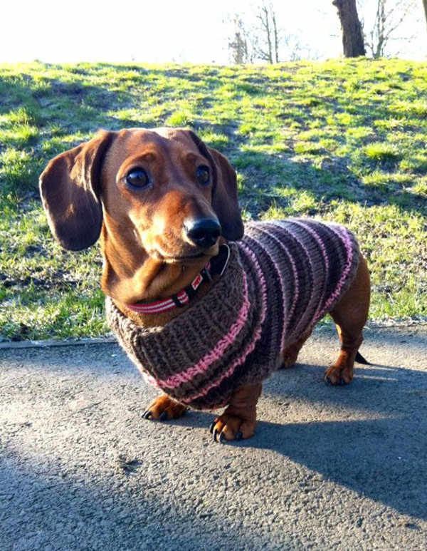Proyectos de bricolaje Dachshund Donning Dog Sweater Tejer ideas