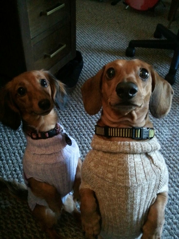 Trikotažkite šunų megztinius sau arba pagaminkite iš senojo megztinio