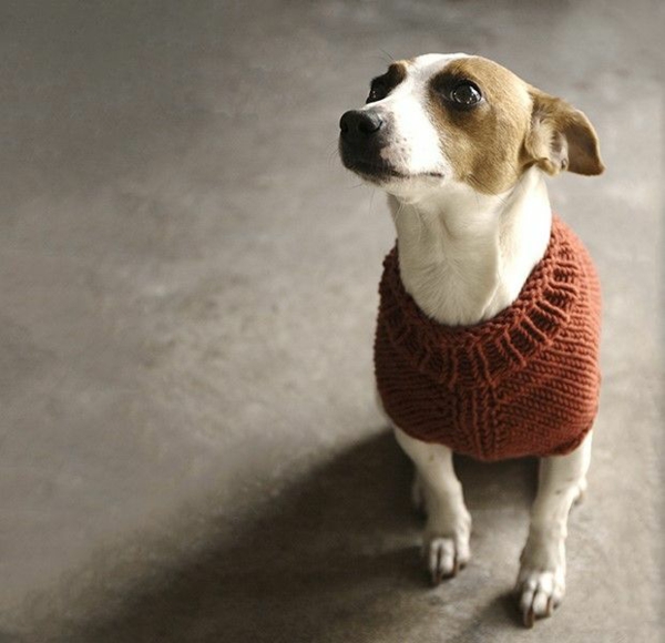 Proyectos de bricolaje Suéter de perro Accesorios de tejer Perros