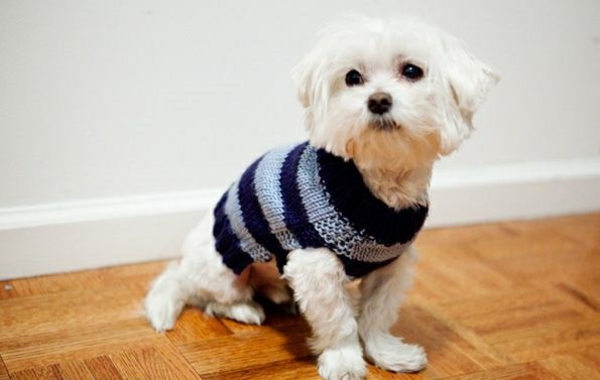 DIY projects dog sweater self-knit blue stripes