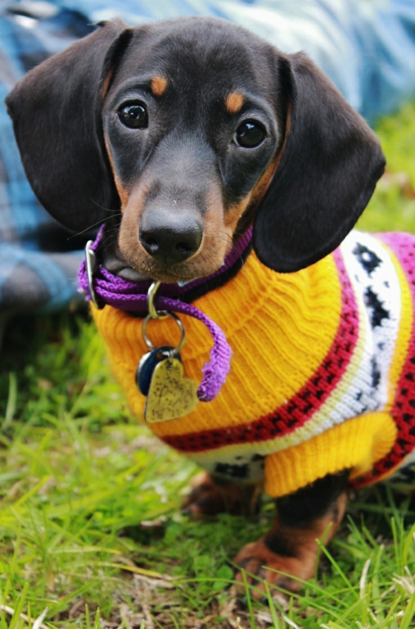 DIY Projekty Pes Sweater Knitting Yourself Žlutý jezevčík Donning