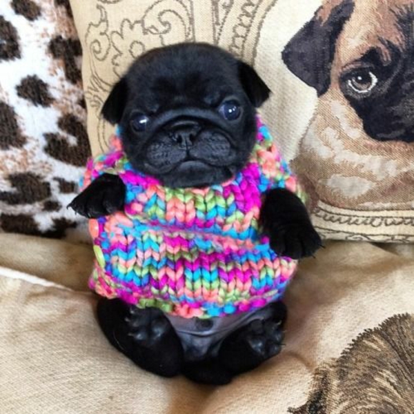 DIY проекти куче пуловер плета Motley Glaring