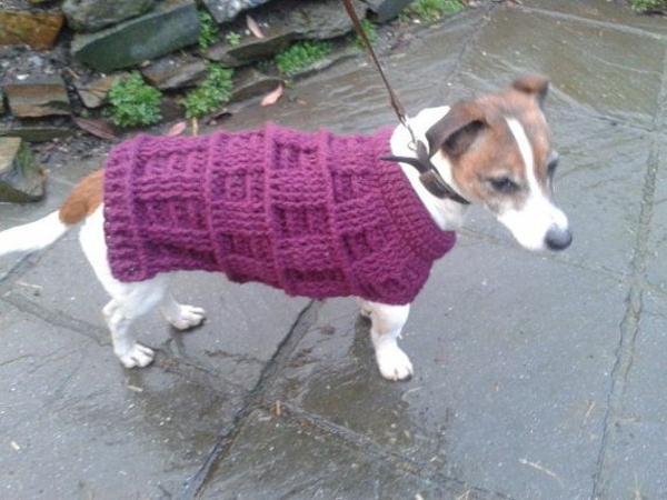 DIY projektai šunų megztinis savarankiškai megzti raudonos spalvos