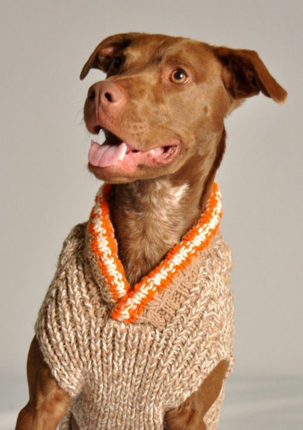 DIY prosjekter hund genser selv-strikket med krage