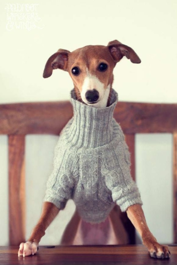 Proyectos de bricolaje suéter de perro tejido con cuello alto