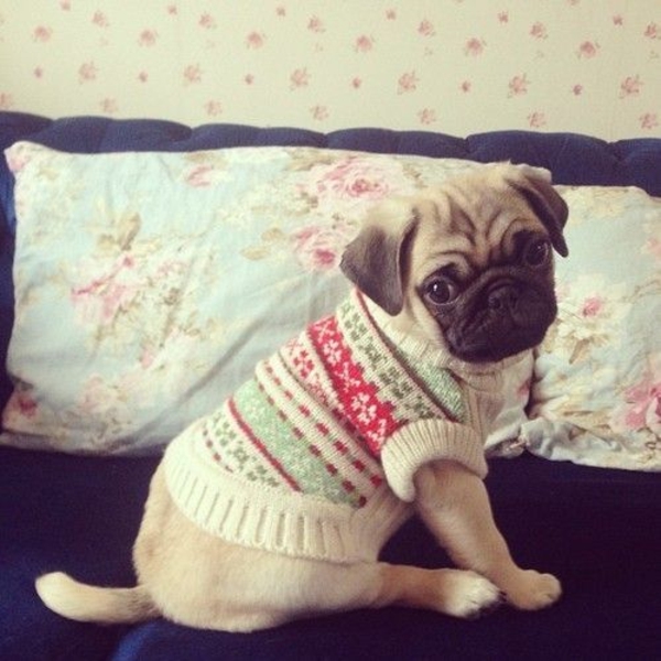 DIY Projects Dog Sweater Knitting Pug Dressing