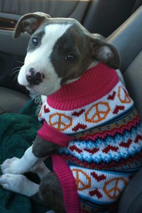 DIY проекти куче пуловер плетене модел знак за мир