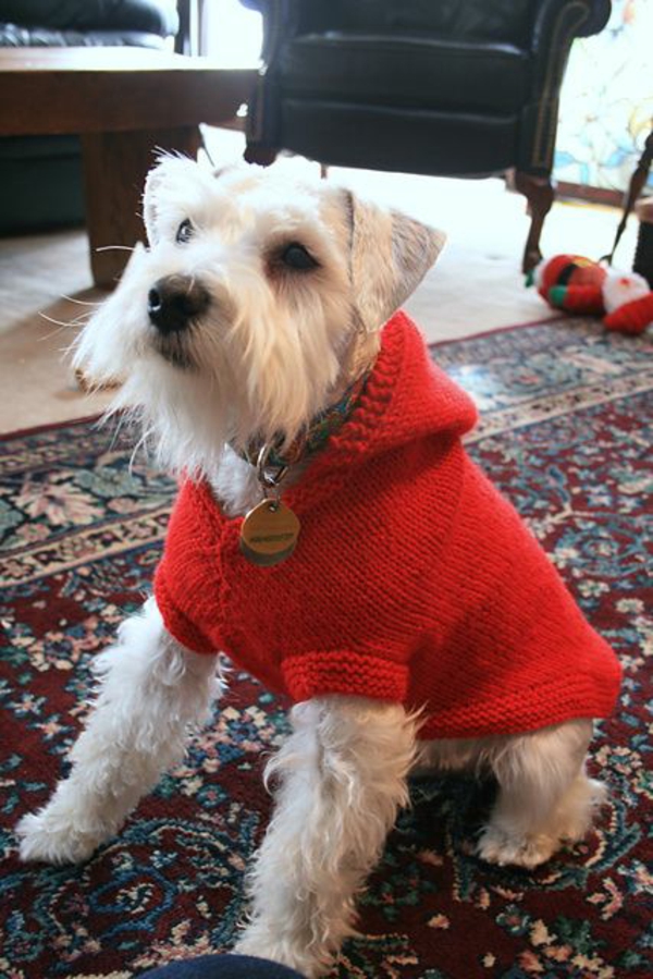 DIY projektai šunų megztinis savarankiškai megzti raudona su gaubtu