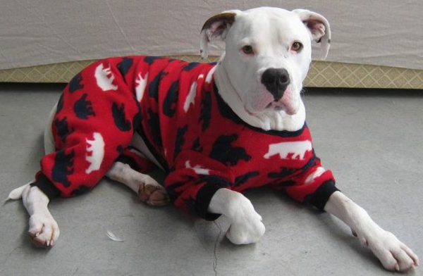 DIY prosjekter hund genser selv-strikkede pyjamas