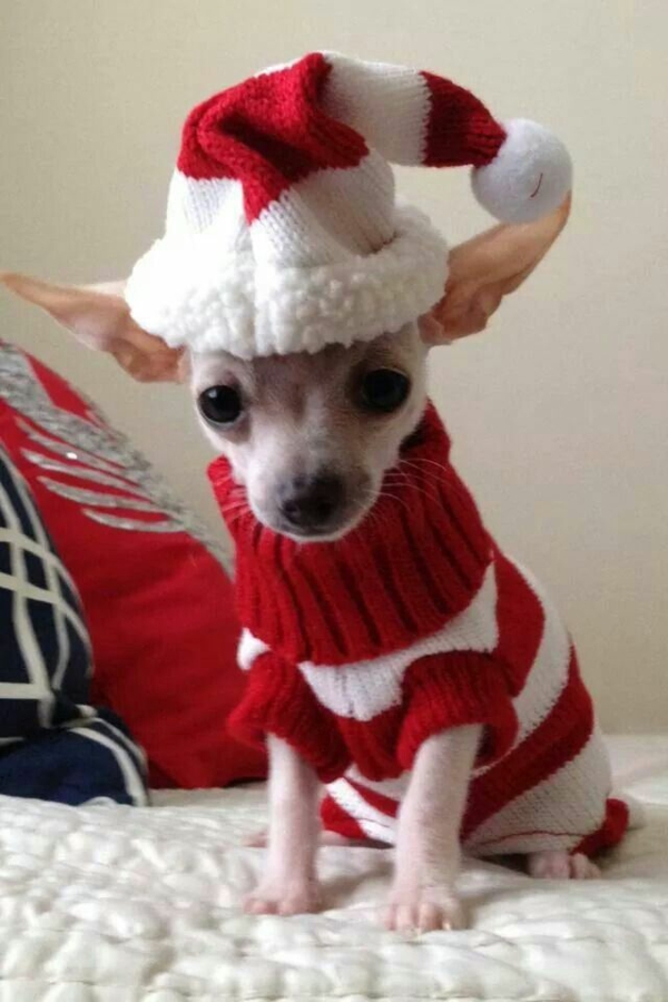 DIY Projects Dog Sweater Knitting by yourself