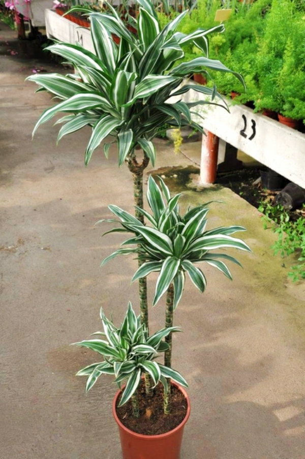 dragon tree potted plants ideas care indoor plants for dark rooms