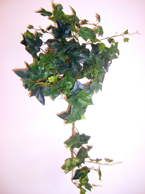Ivy φυτά σπίτι σπίτι για σκοτεινές θέσεις