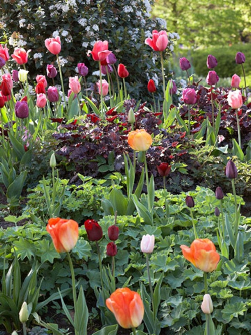 indbydende haven ideer tip tulipaner foråret