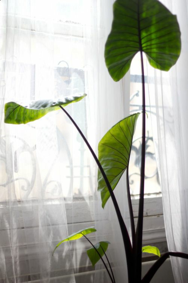 elefante oreja hojas decoración de la ventana decoración del hogar ideas