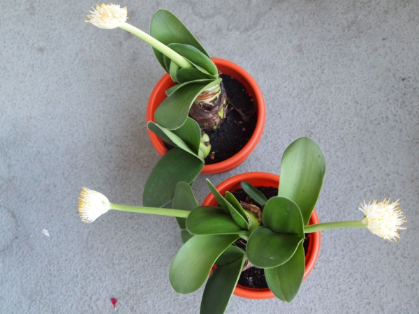 dramblio ausų augalas Haemanthus albiflos raudonos gėlių puokštės