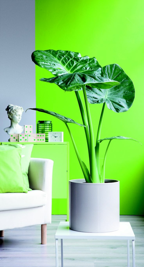 elefant ureche de plante ca ghiveci de plante frunze plante perete vopsea verde luminos