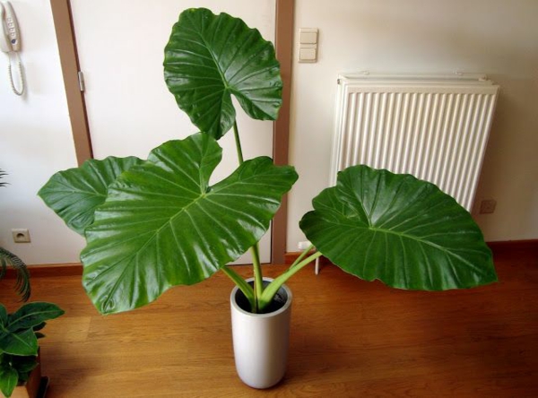 Elephant ear plant as a potted plant Foliage plant indoor plants