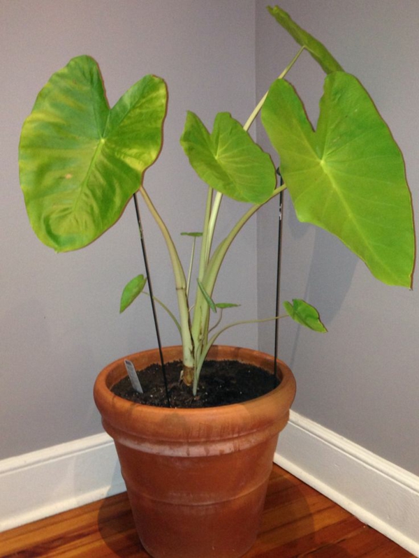 Elephant ear plant as potted plant young plant