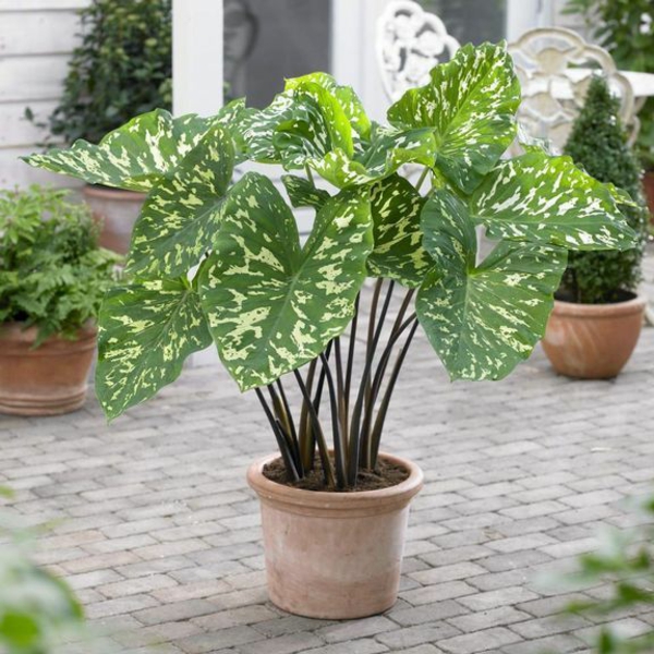 Elephant ear plant in garden potted foliage