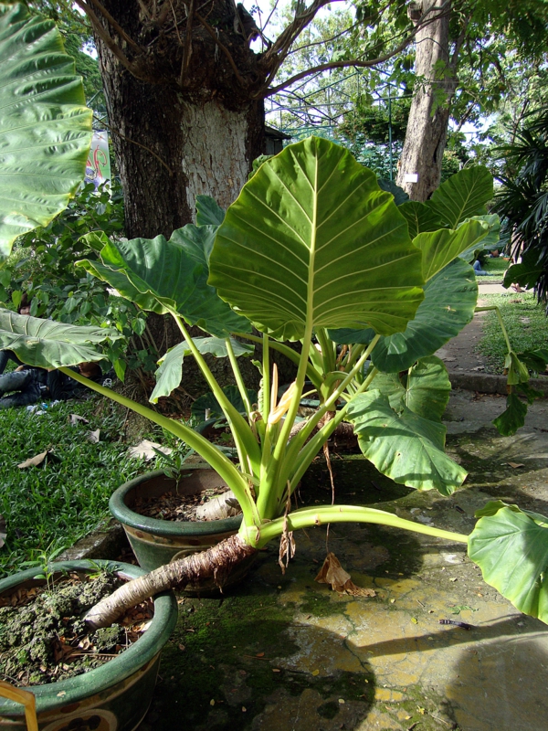 elefant øre plante gigantiske bladblad Alocasia makrorrhizos