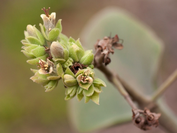 פיל האוזן מיני צמחים Kalanchoe beharensis פרחים