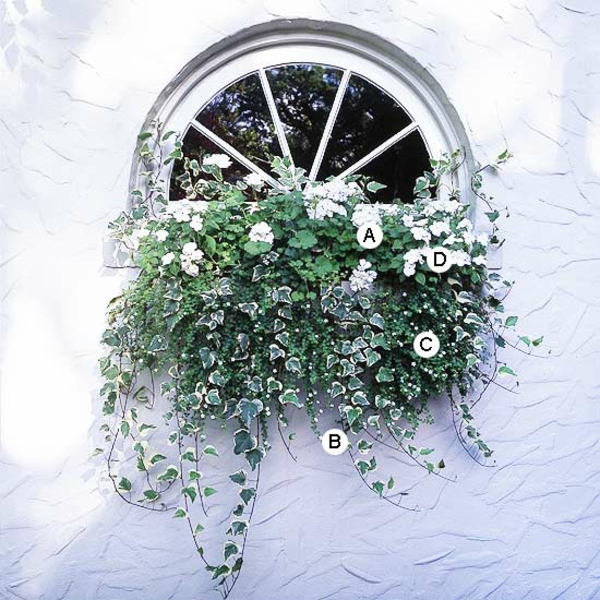 Idées pour fenêtre fleur boîte ivy