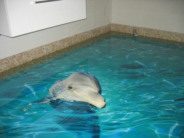 Epoxy resin flooring bath dolphin