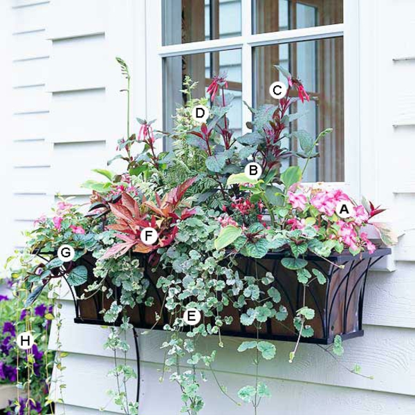 Ideas for window flower box Impatiens