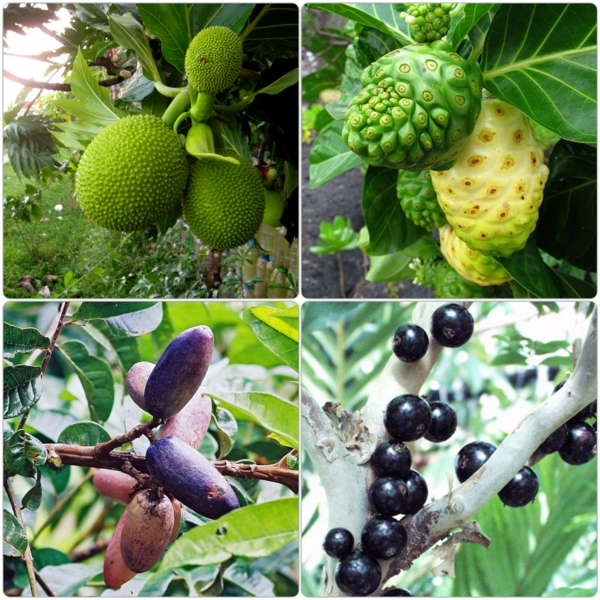 arbres exotiques liste des fruits exotiques différents types
