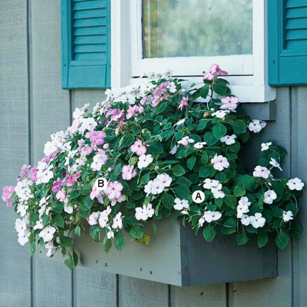 Ideas for window flower box blossoms