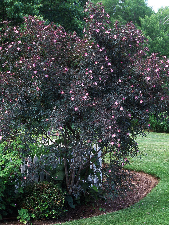 colorful bushes of pink glauca