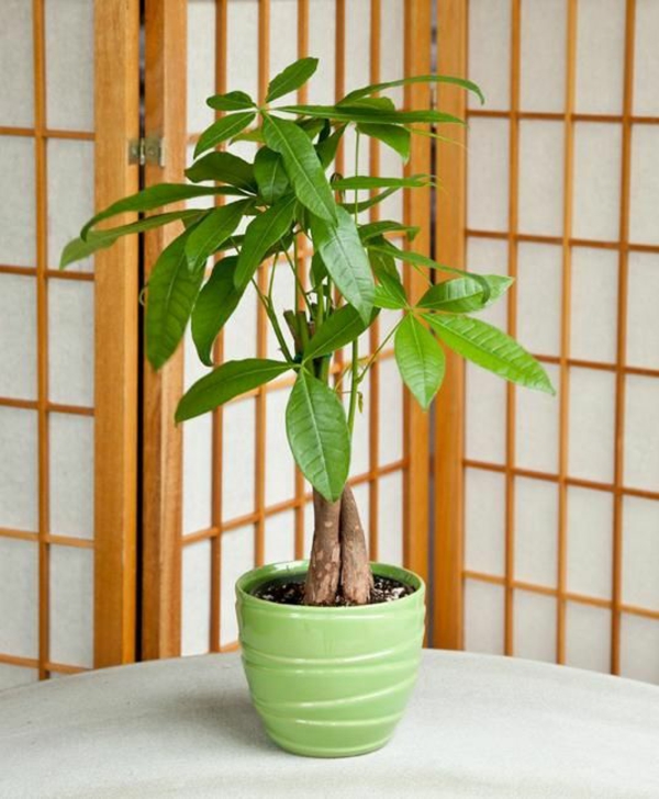 feng shui-planten Aziatische huisideeën trekken positieve energie aan