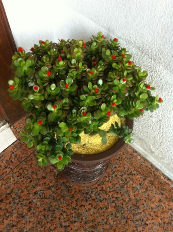 plantes de feng shui décor à la maison facile-soin plantes d'intérieur arbre d'argent