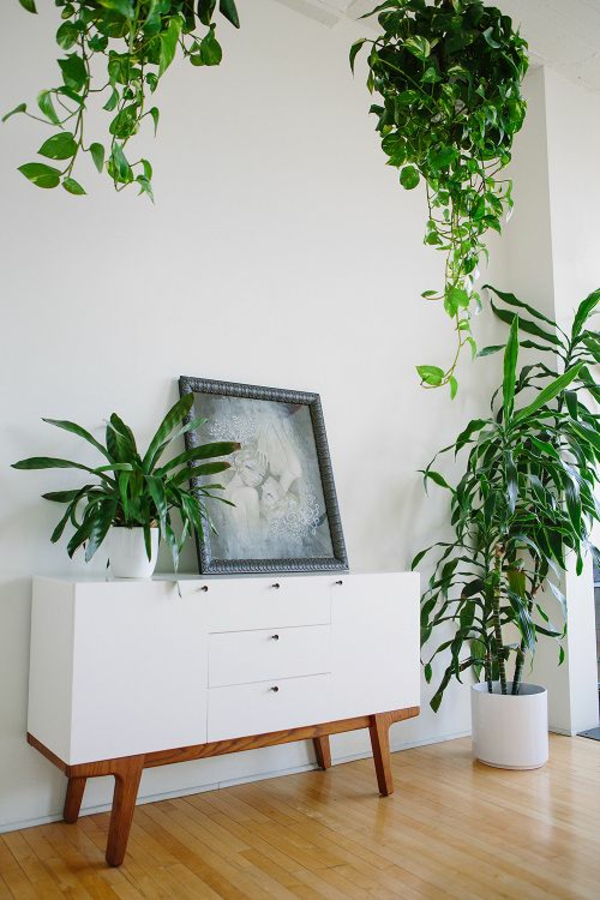 feng shui planter stue levende ideer lett å ta vare på innendørs planter