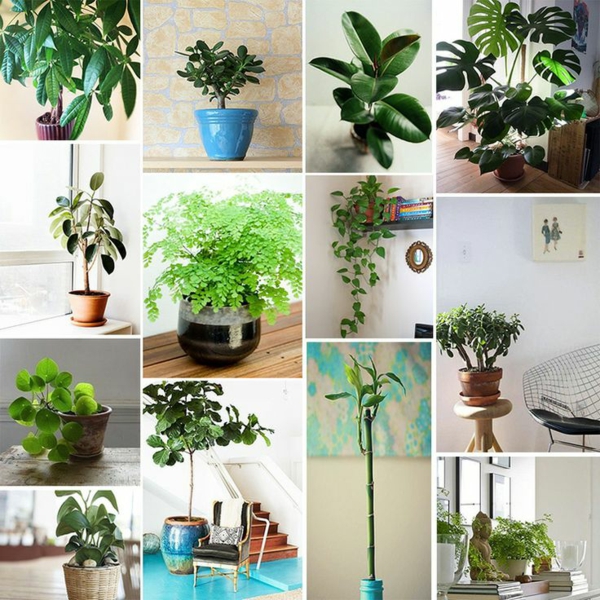 feng shui regulate positive energy indoor plants feng shui elements