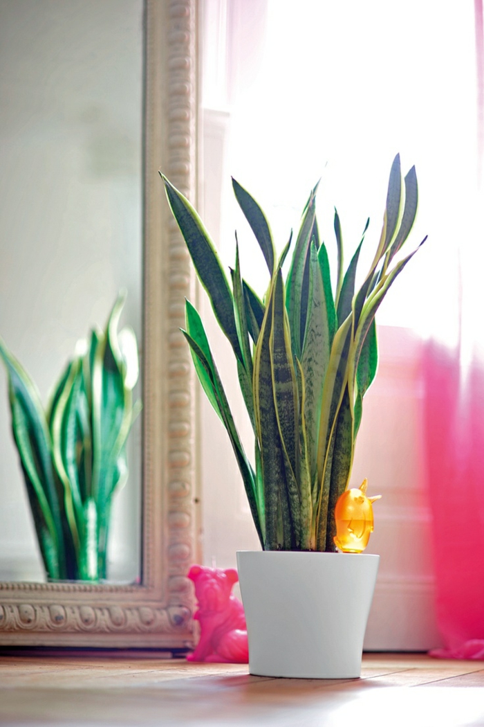فنغ شوي مرآة النباتات الداخلية محظوظ سحر الطاقة الإيجابية