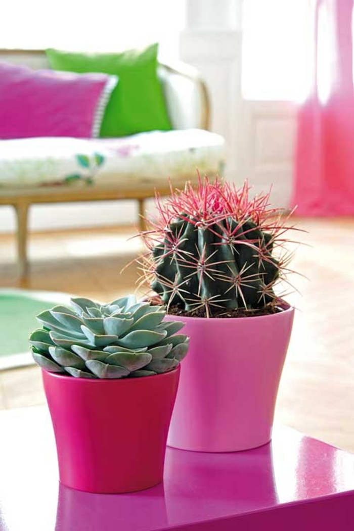 feng shui innendørs planter succulenter kaktus positiv energi