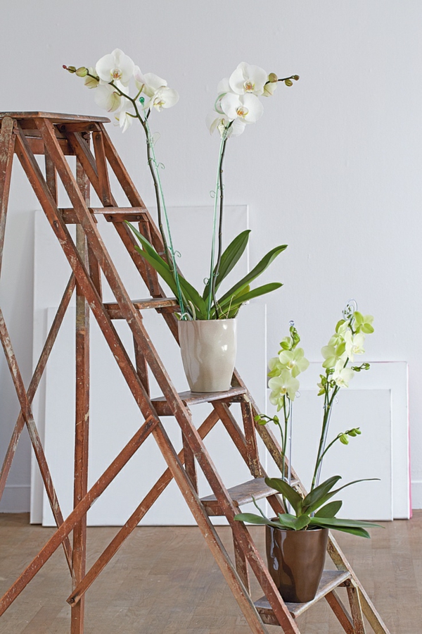 feng shui innendørs planter aisatic stil hjemme interiør orkideer